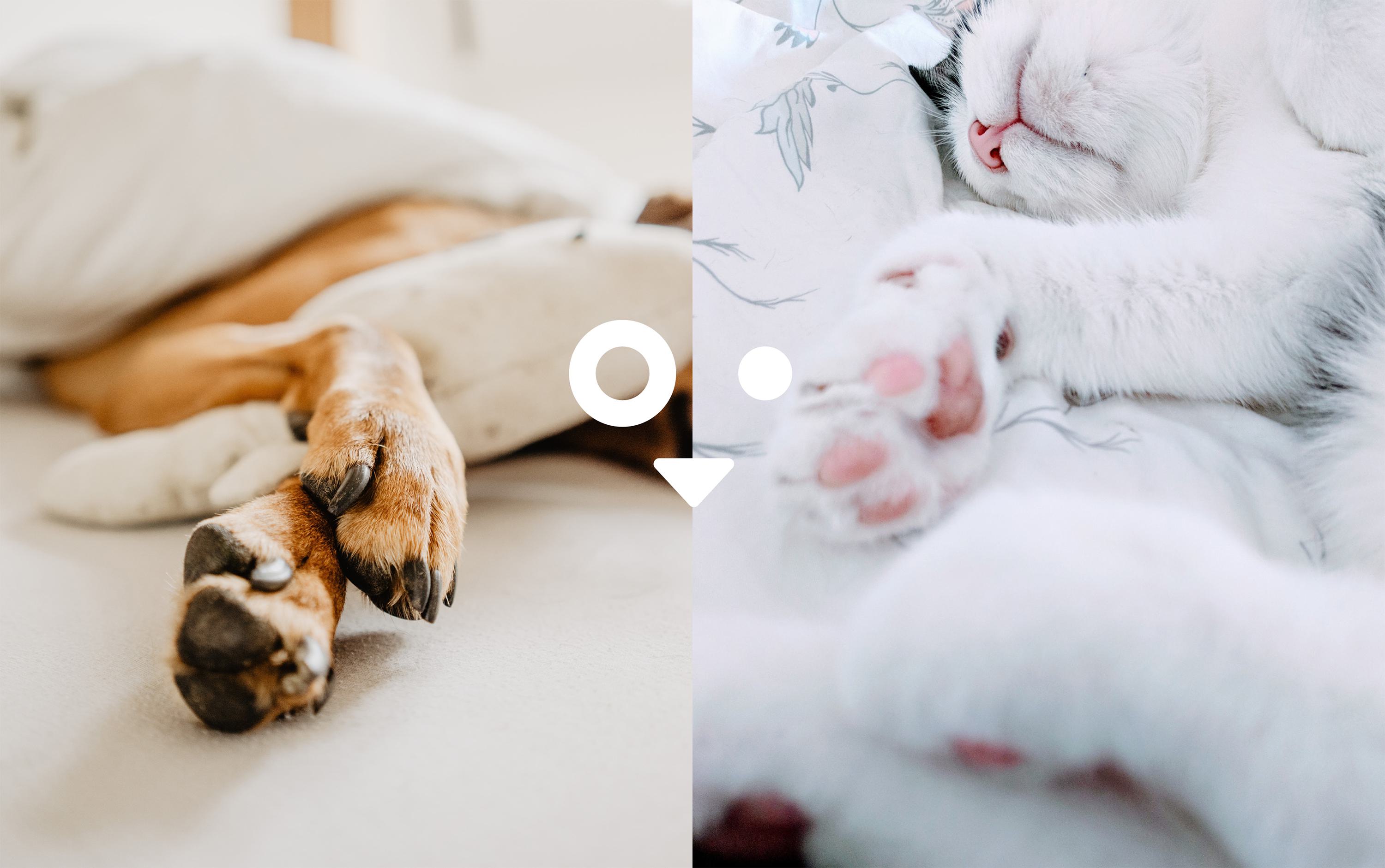 Michigan Humane pet face icon composed over two up photos of paws of a dog and a cat lying down.