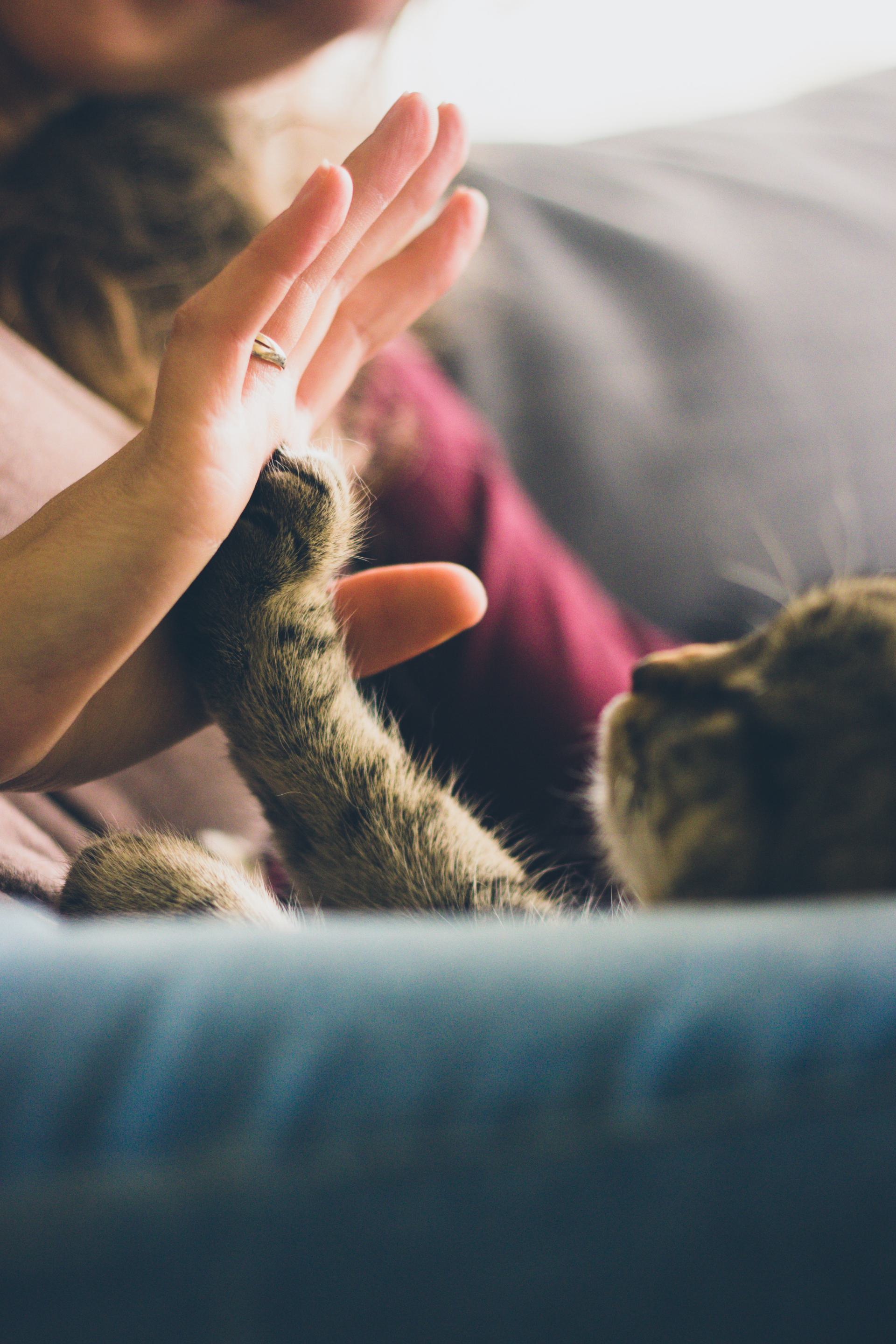 A close up of a palm to palm 'high five' between a cat and its owner on a couch.