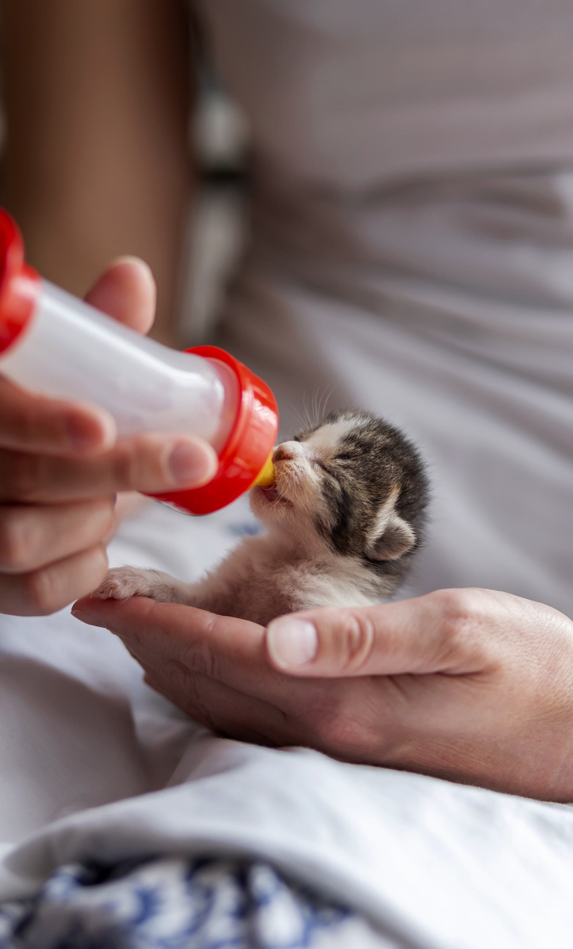 A close up of a baby cat being fed milk from a baby bottle.